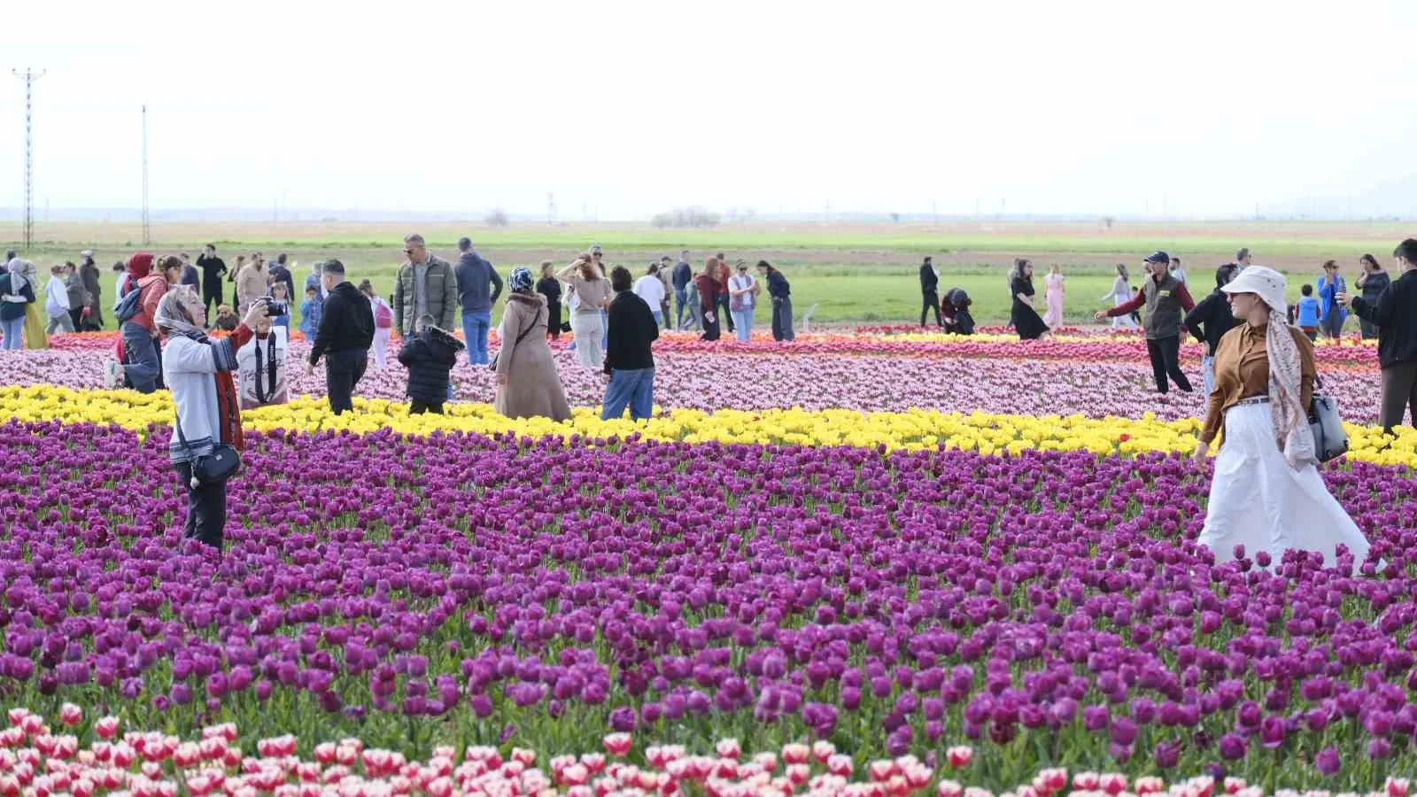 Karaman’daki Lale Tarlasına 9 Günde 400 Bin Ziyaretçi