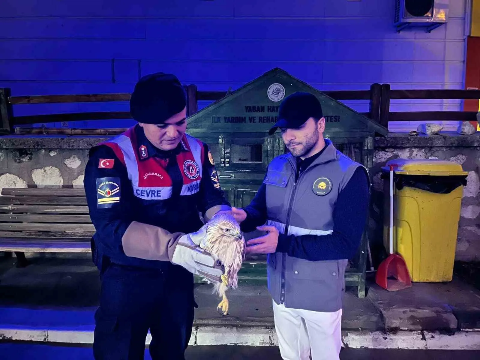 Karaman’da Yaralı Halde Bulunan Kızıl Şahin Koruma Altına Alındı