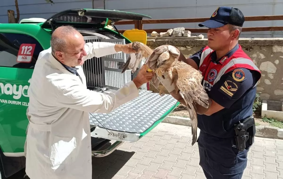 Karaman’da Yaralı Kızıl Şahin Koruma Altına Alındı